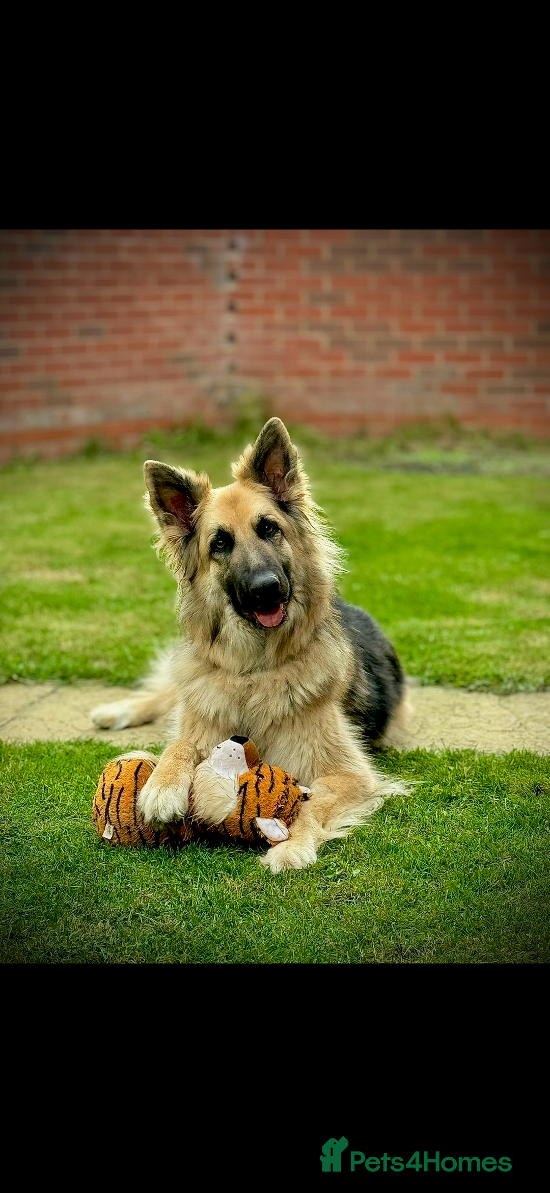 German Shepherd dogs for sale: URGENT home needed for my dogs - Image 9