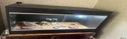 Gecko reptiles for sale: Leopard Gecko in Stockton-on-Tees - Advert 1