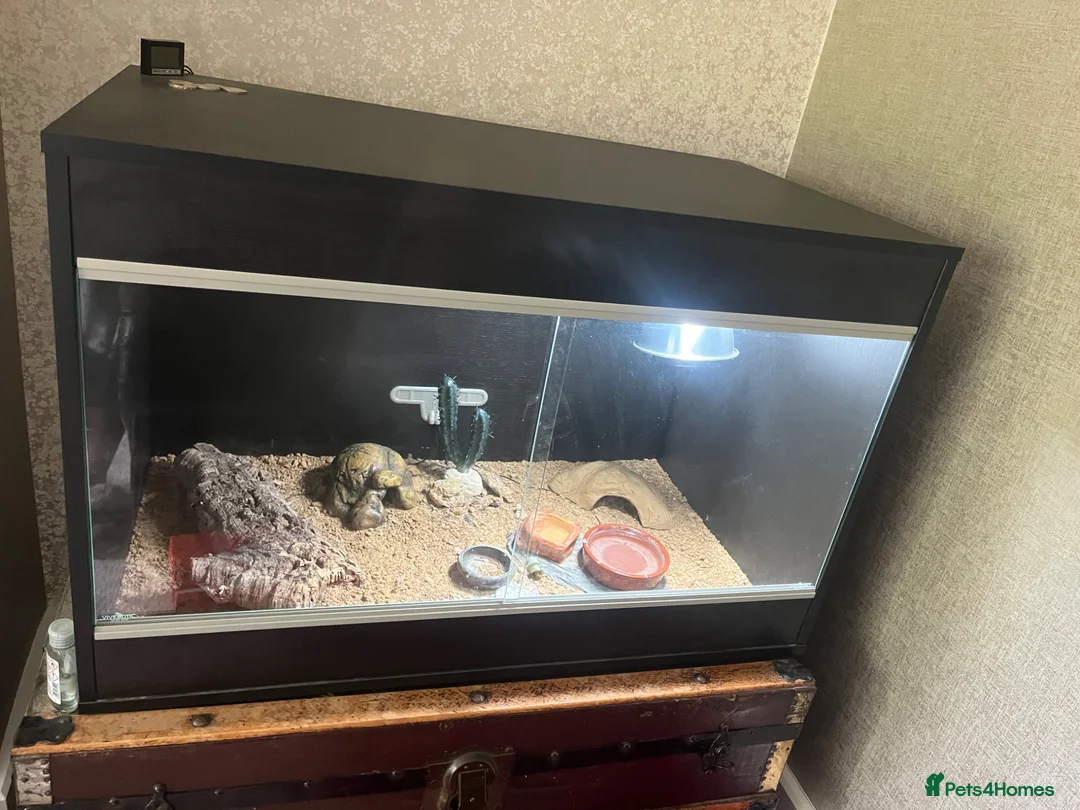 Gecko reptiles for sale: Leopard Gecko in Stockton-on-Tees - Advert 1