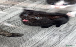 Domestic Shorthair cats for sale: 4 adorable kittens.  - Advert 6