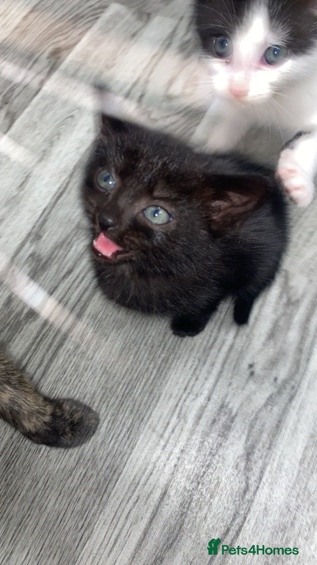 Domestic Shorthair cats for sale: 4 adorable kittens.  - Advert 6