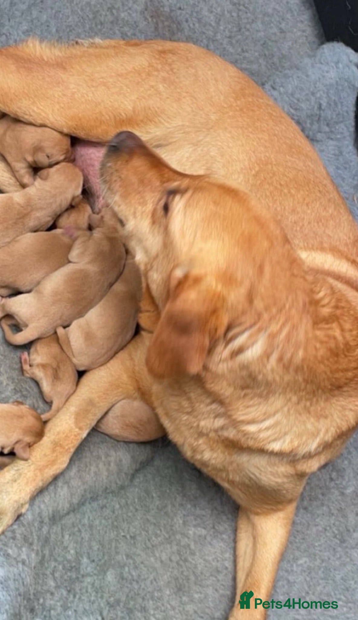 Labrador Retriever dogs Extensively health tested  Red Labrador puppies  - Advert 11