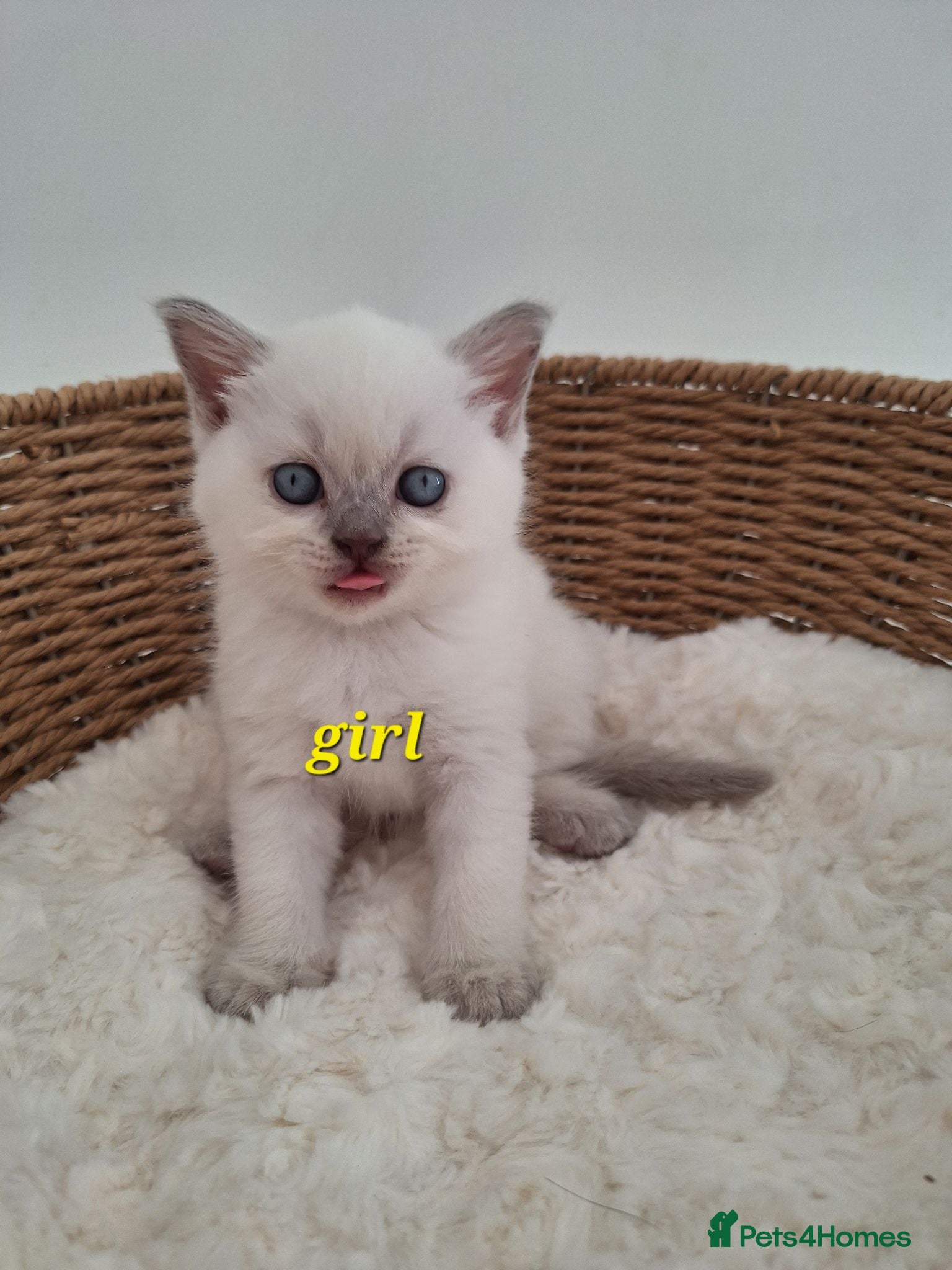 British Shorthair cats BSH kittens in fawn,grey,white rear colours,London - Advert 2