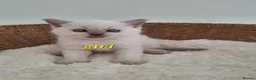 British Shorthair cats for sale: BSH kittens in fawn,grey,white rear colours,London - Advert 2