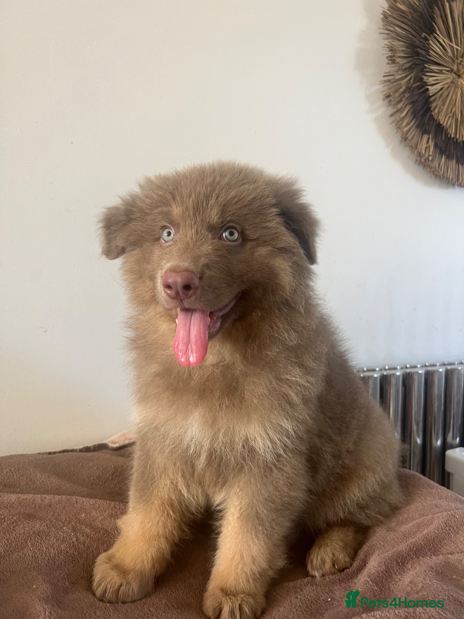 German Shepherd dogs German Shepherd Puppies Liver Tan Isabella Tan  - Advert 1
