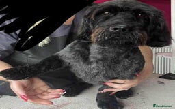 Schnoodle dogs for sale: Schnoodle for sale, 2 years old male - Advert 3