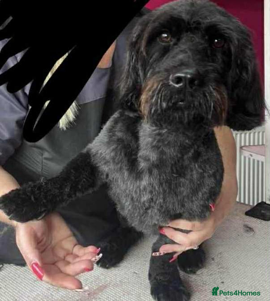 Schnoodle dogs for sale: Schnoodle for sale, 2 years old male - Advert 3