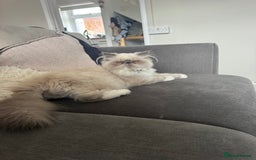 Persian cats for sale: ✨Active Pair of Persian Cats GCCF registered - Advert 2