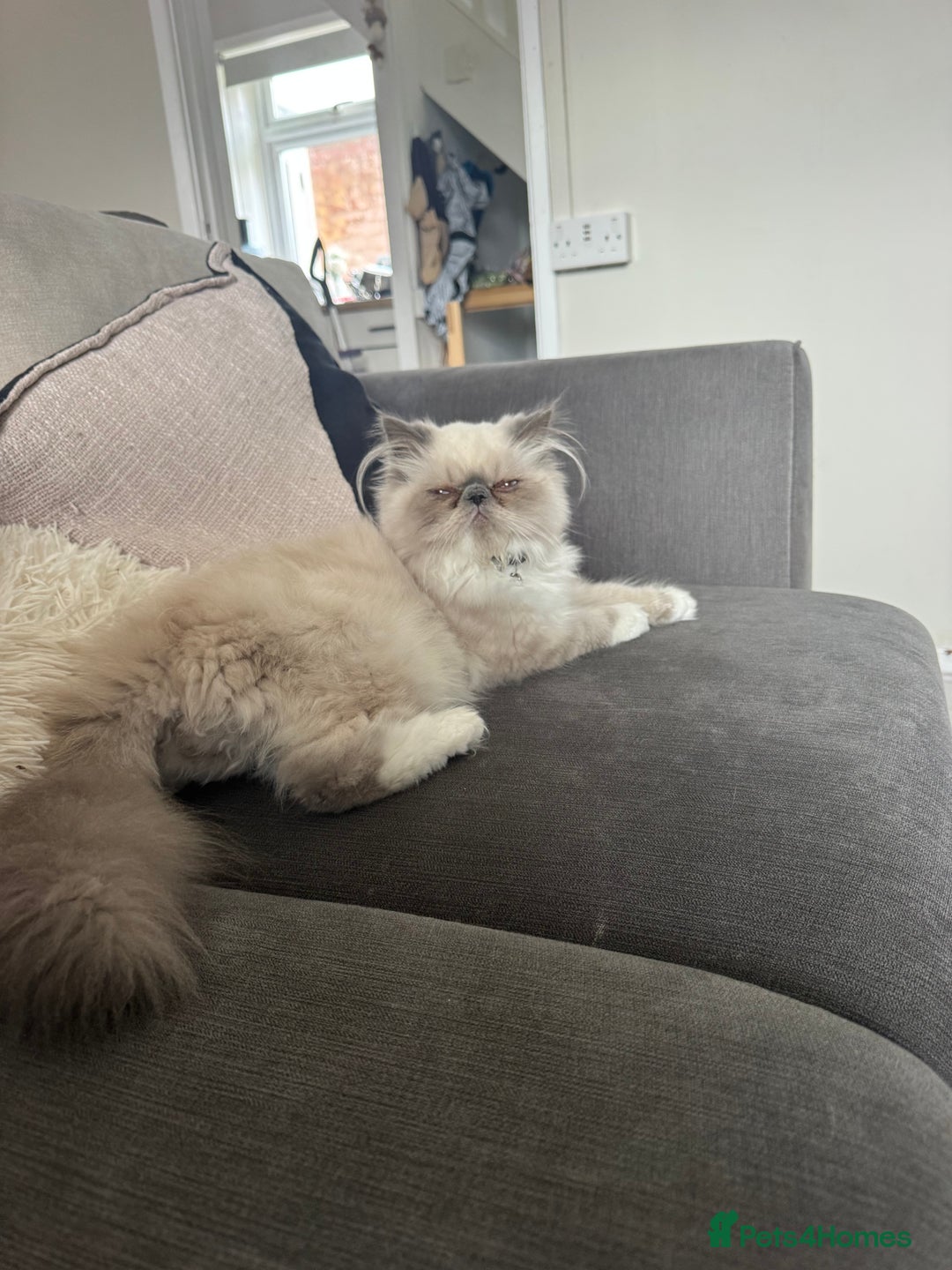 Persian cats for sale: ✨Active Pair of Persian Cats GCCF registered - Advert 2