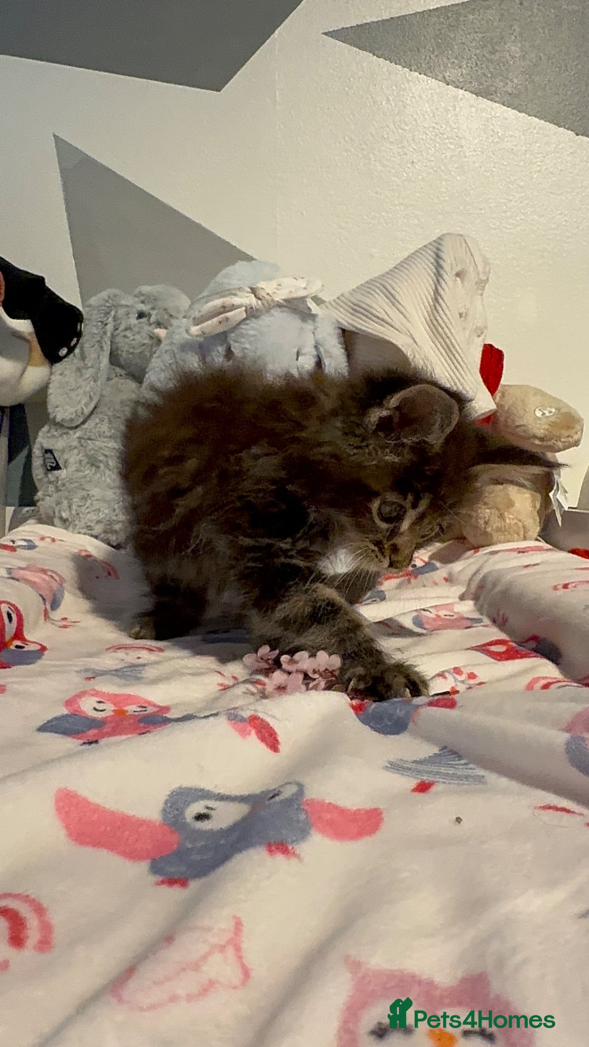 Maine Coon cats for sale: 4 full Maine Coon for sale  - Advert 2