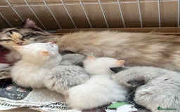 Mixed Breed cats for sale: Stunning part ragdoll kittens  - Image 8