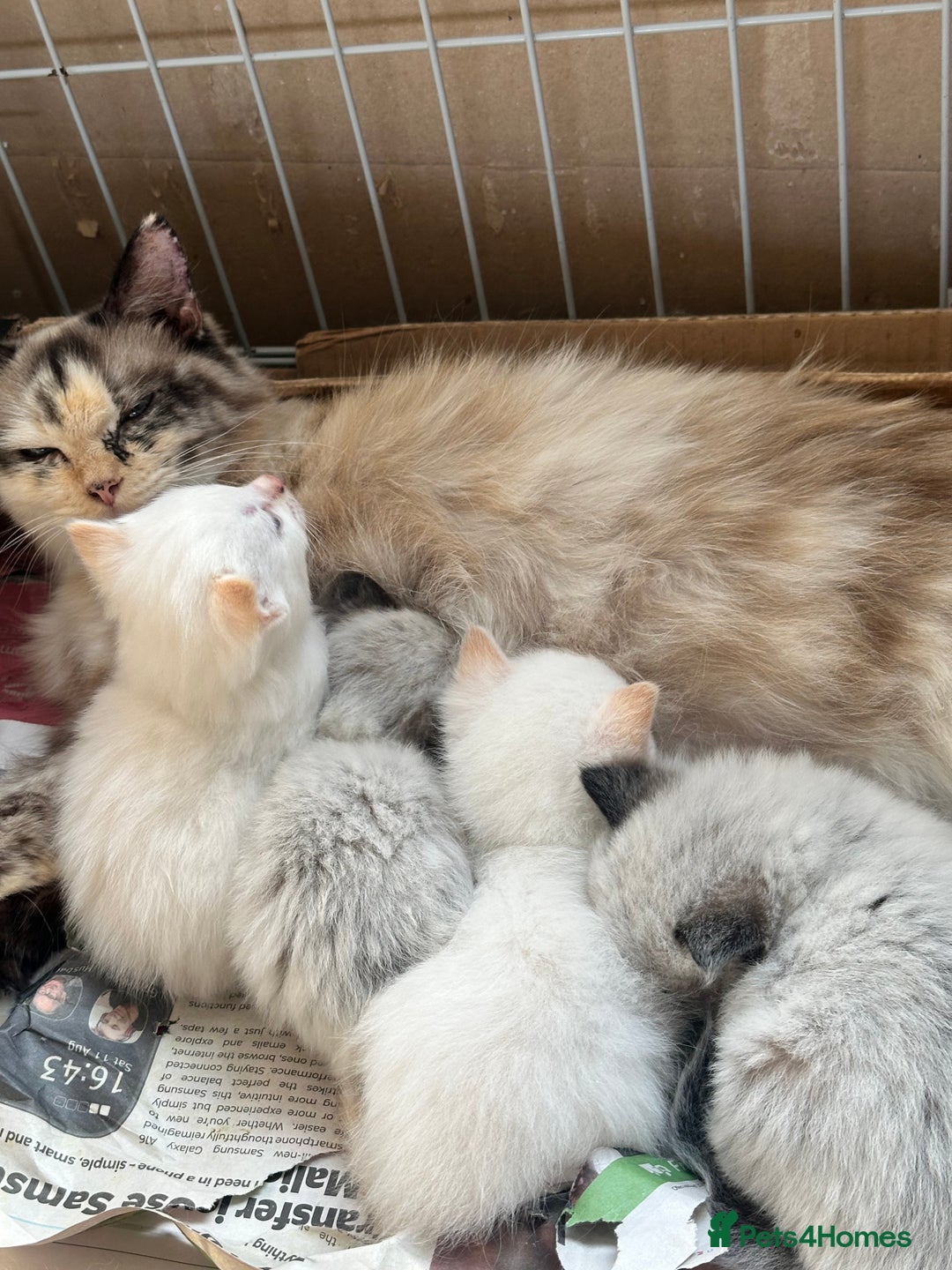 Mixed Breed cats for sale: Stunning part ragdoll kittens  - Image 8