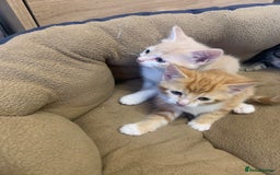 Domestic Shorthair cats for sale: 2 BEAUTIFUL MALE KITTENS AVAILABLE NOW😸 - Image 6