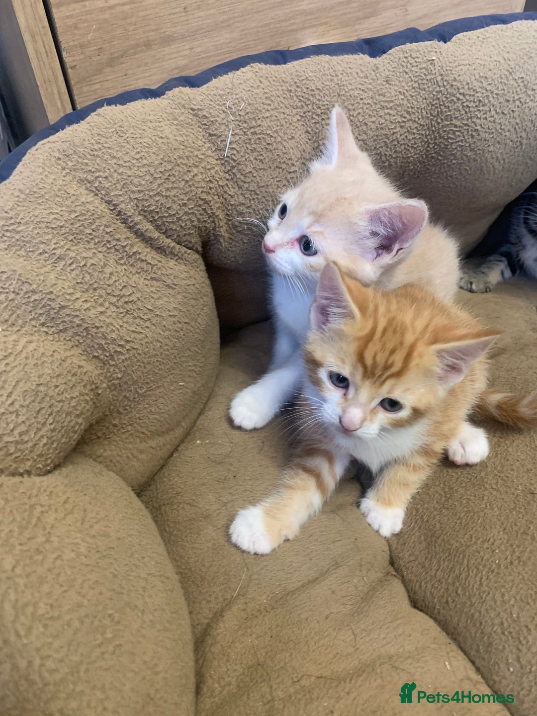 Domestic Shorthair cats for sale: 2 BEAUTIFUL MALE KITTENS AVAILABLE NOW😸 - Image 6