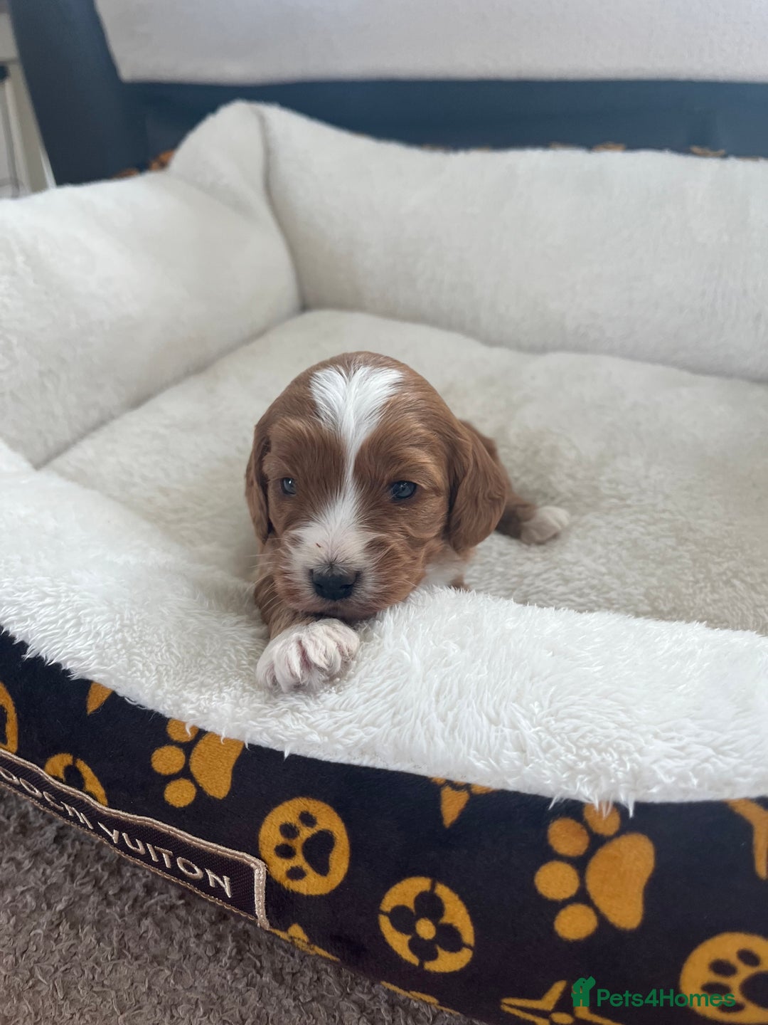 Cockapoo dogs for sale: Gorgeous cockapoo puppies for sale - Advert 15