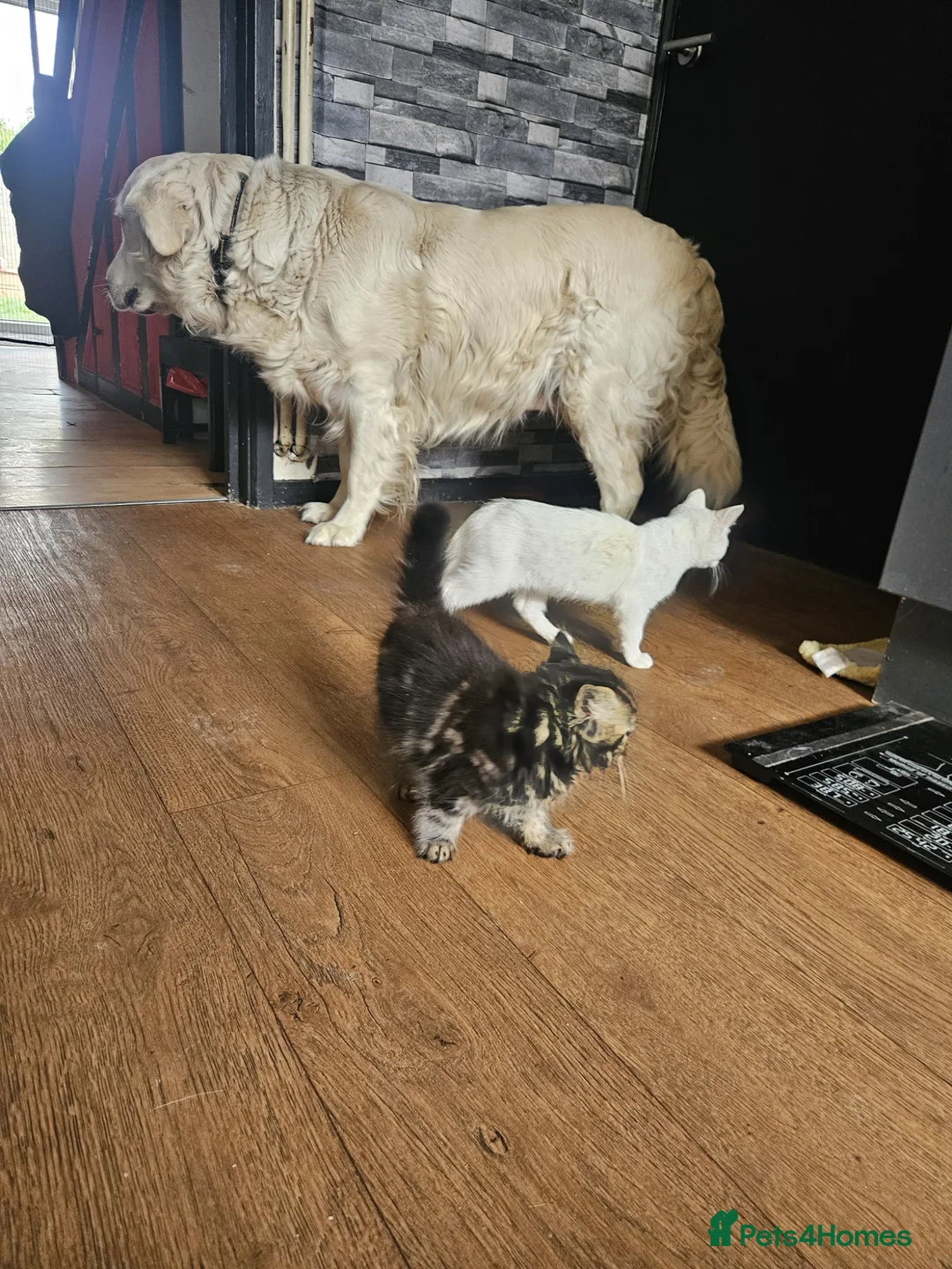 Mixed Breed cats for sale: Sweet kittens looking for a loving home 🏠  in Biggleswade - Advert 20