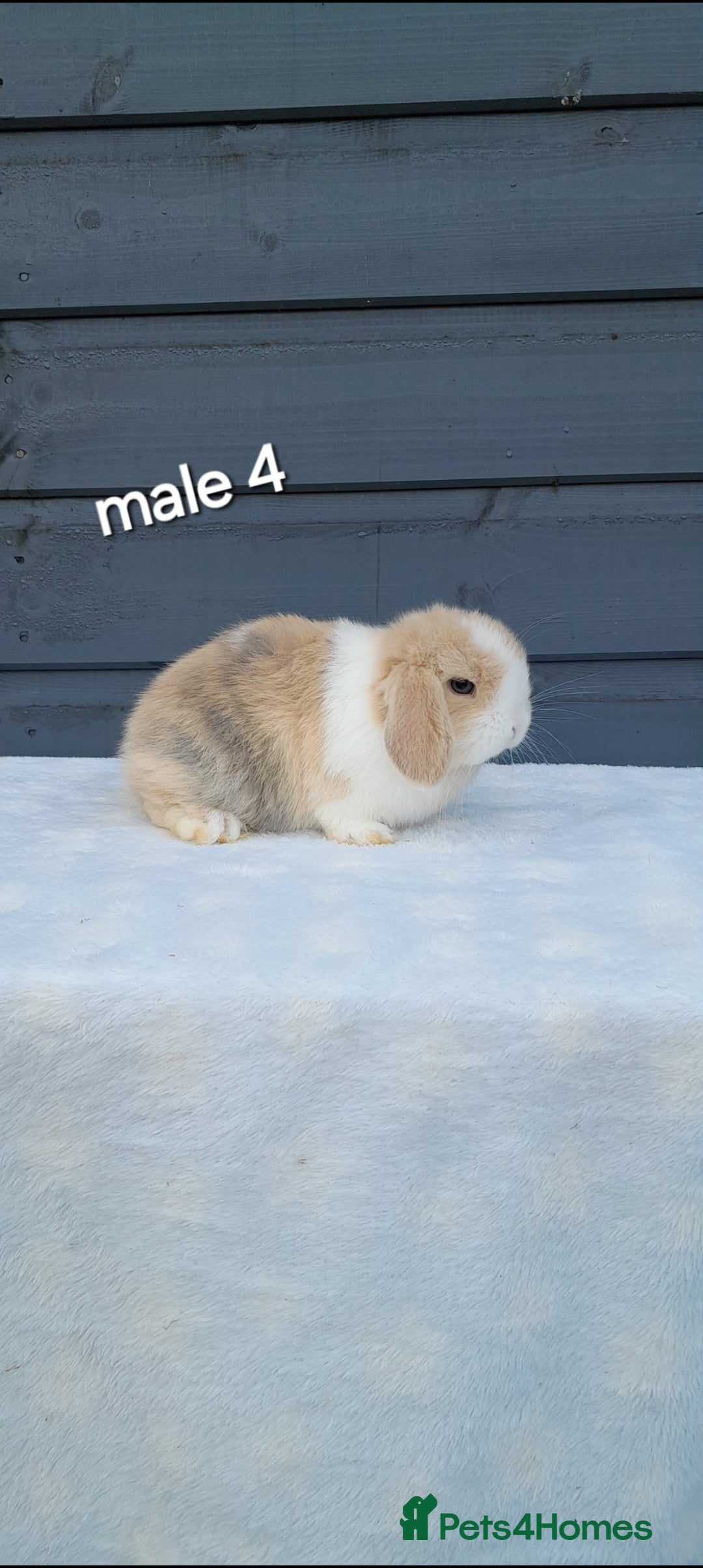 Mini Lop rabbits Purebred mini lops ready to reserve  - Advert 18