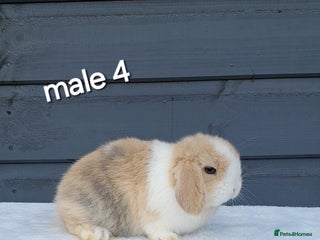 Mini Lop rabbits Purebred mini lops ready to reserve - Advert 18