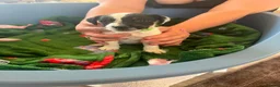 Parson Russell dogs for sale: 7 working parson terrier pups  - Advert 2