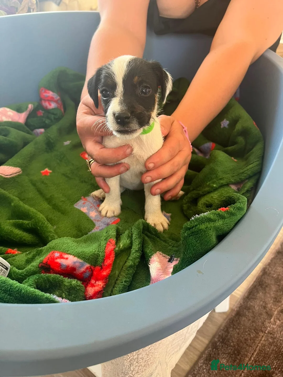 Parson Russell dogs for sale: 7 working parson terrier pups  - Advert 2