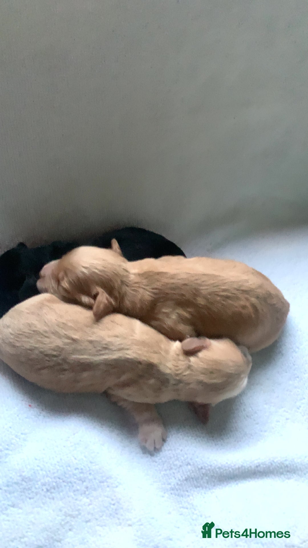 Cockapoo dogs for sale: Miniature cocker poos  - Image 4