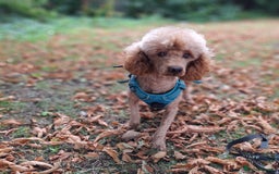 Miniature Poodle dogs for stud: Kc Minature Poodle for stud - Image 4