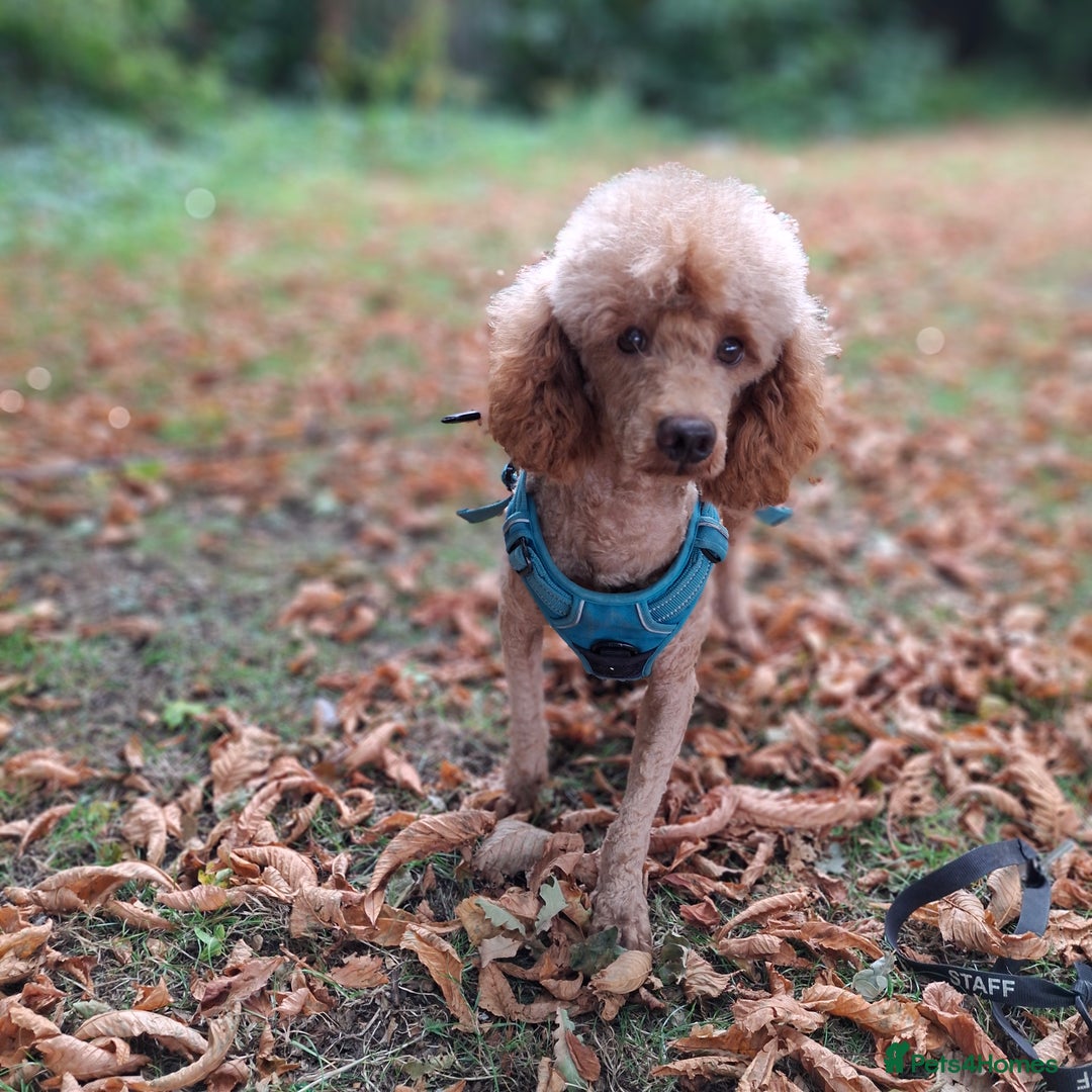 Miniature Poodle dogs for stud: Kc Minature Poodle for stud - Image 4
