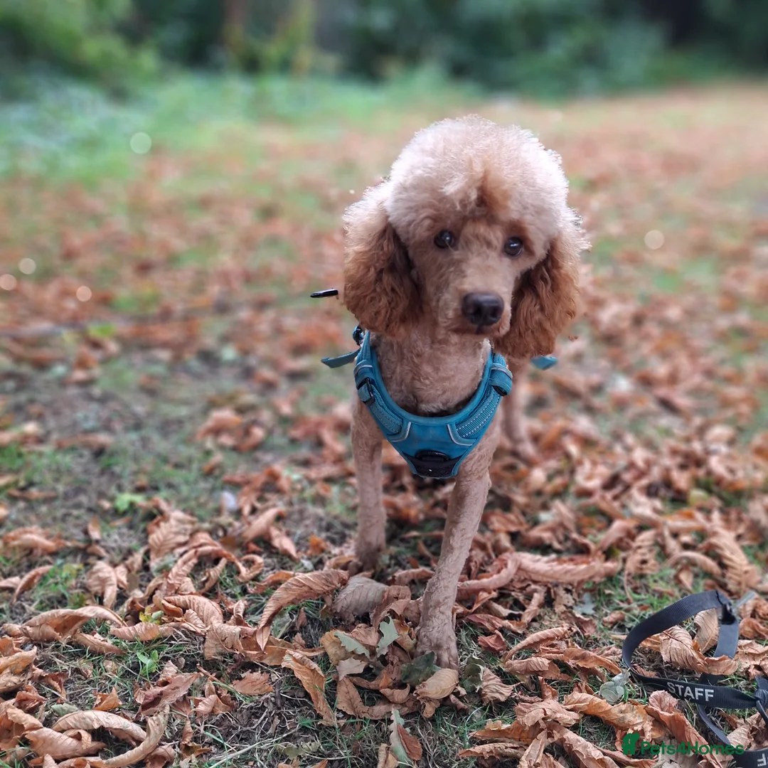 Miniature Poodle dogs for stud: Kc Minature Poodle for stud - Advert 4