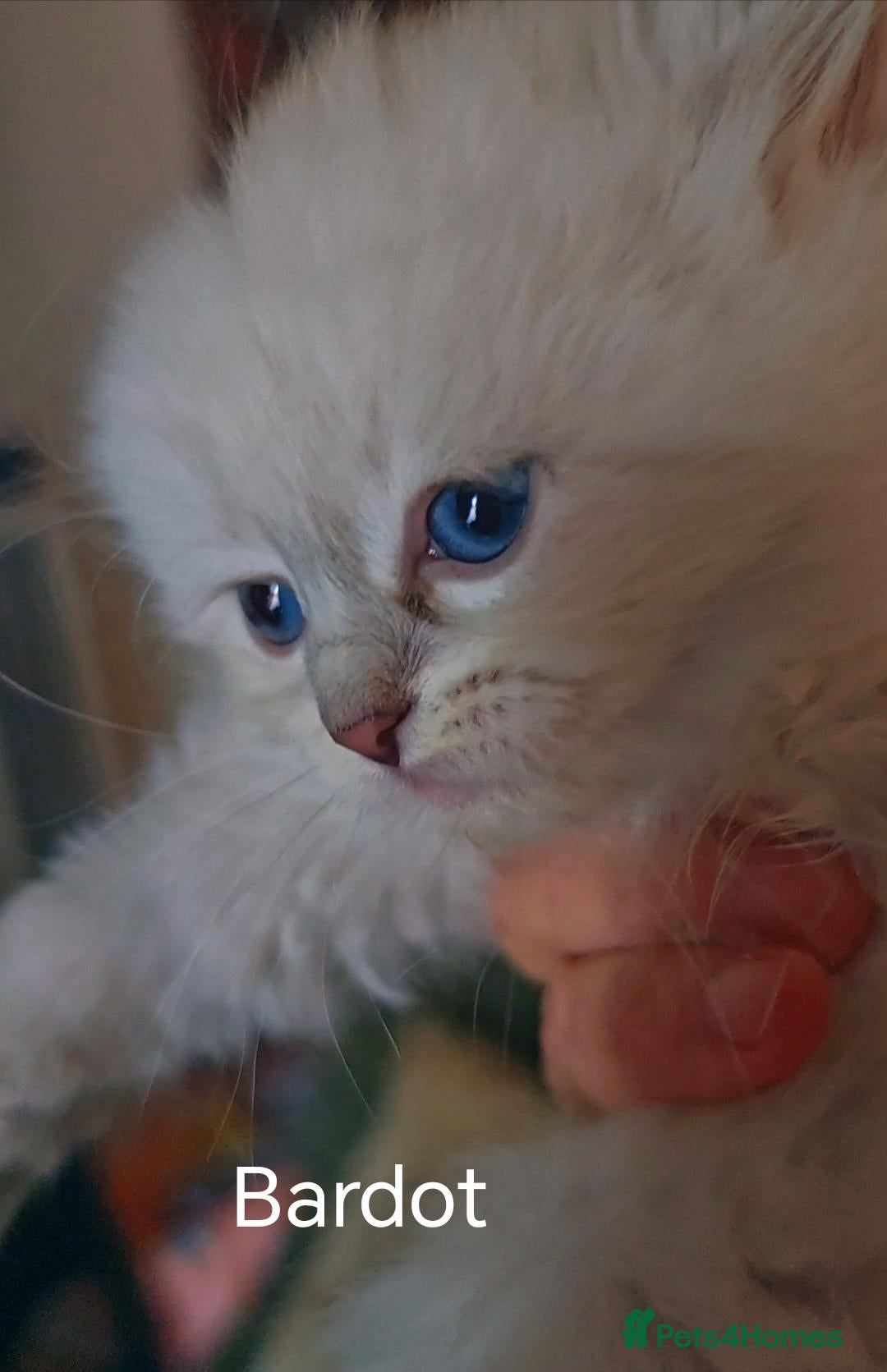 Siberian cats Pure Siberian from GCCF/TICA parents - Advert 2