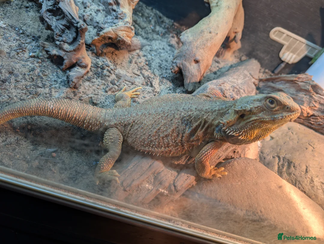 Bearded Dragon reptiles for sale: Female bearded dragon  in Hailsham - Advert 2