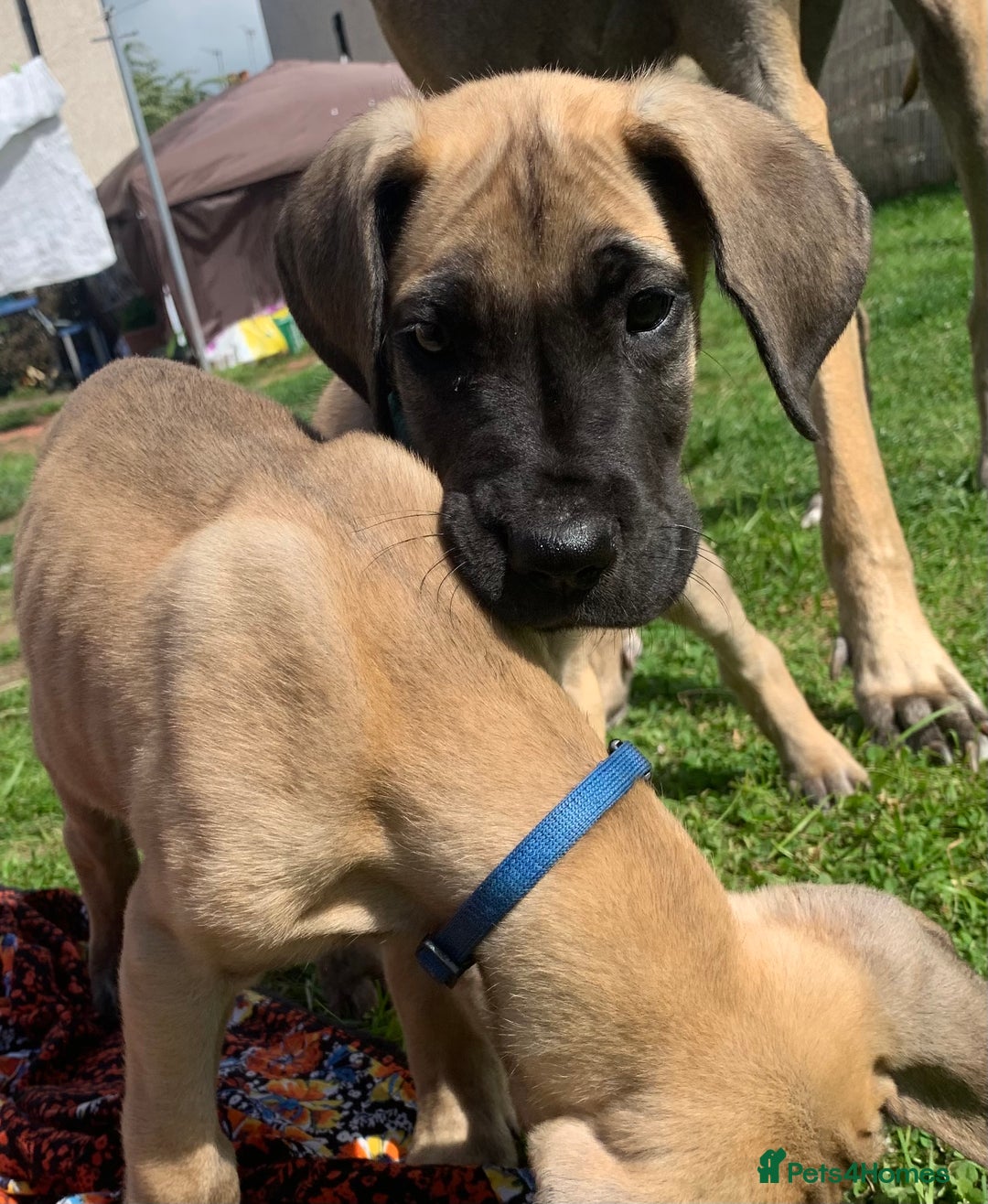 Great Dane dogs for sale: Only 3 left - Pedigree Great Dane Puppies in Dumfries - Image 14