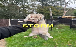 Ferret rodents for sale: FERRETS FOR SALE - Image 2
