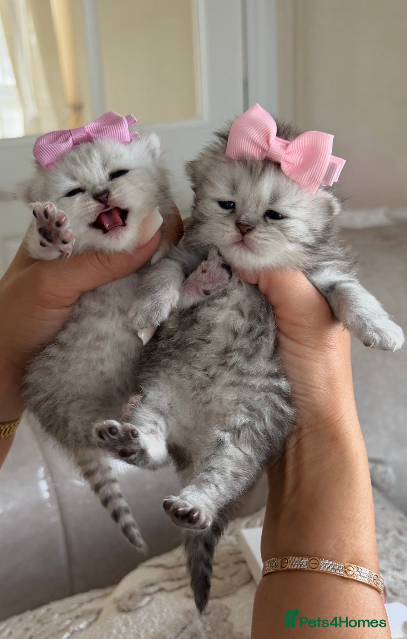 British Shorthair cats 2 pedigree silver British shorthair kittens  - Advert 1