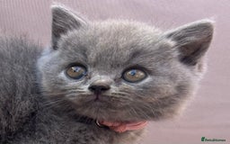 British Shorthair cats for sale: GCCF active mum and daughter blue BSH - Image 11