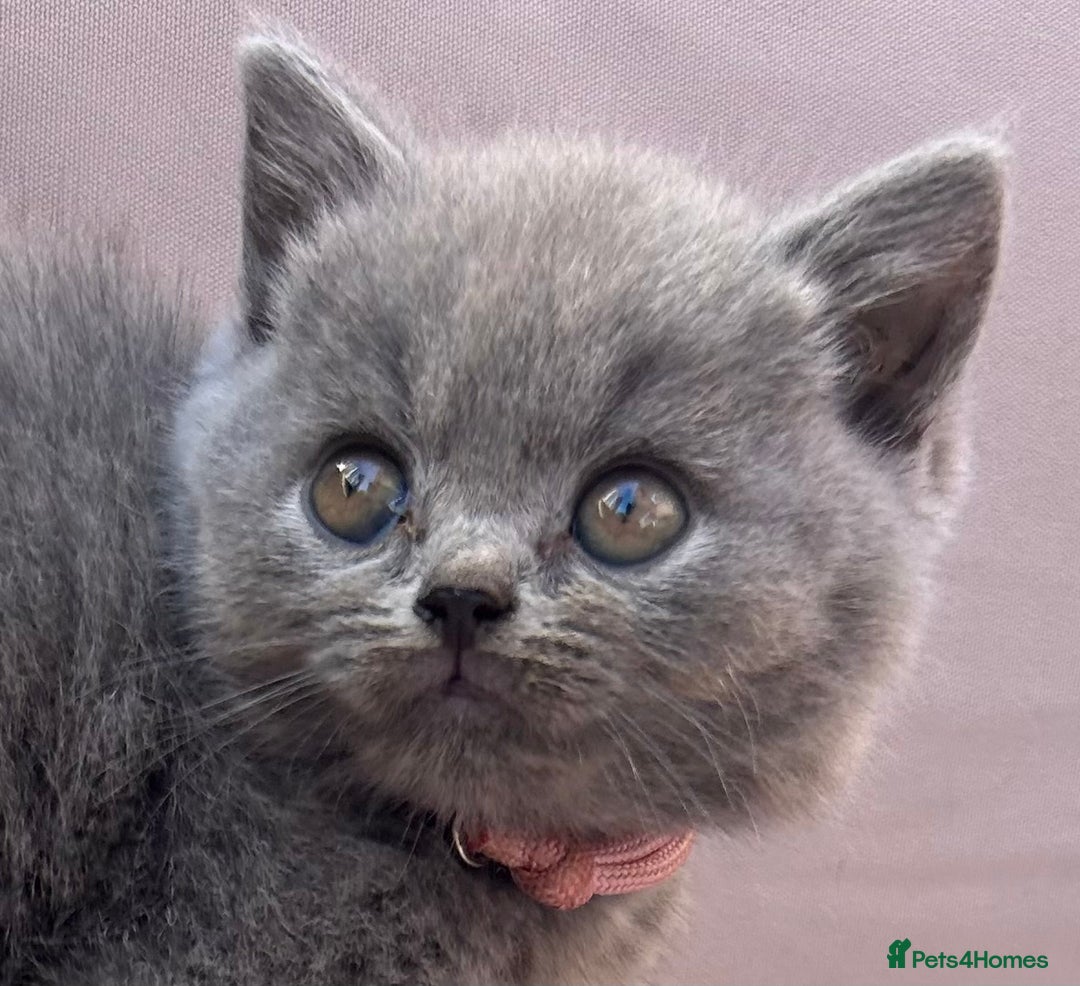 British Shorthair cats for sale: GCCF active mum and daughter blue BSH - Image 11