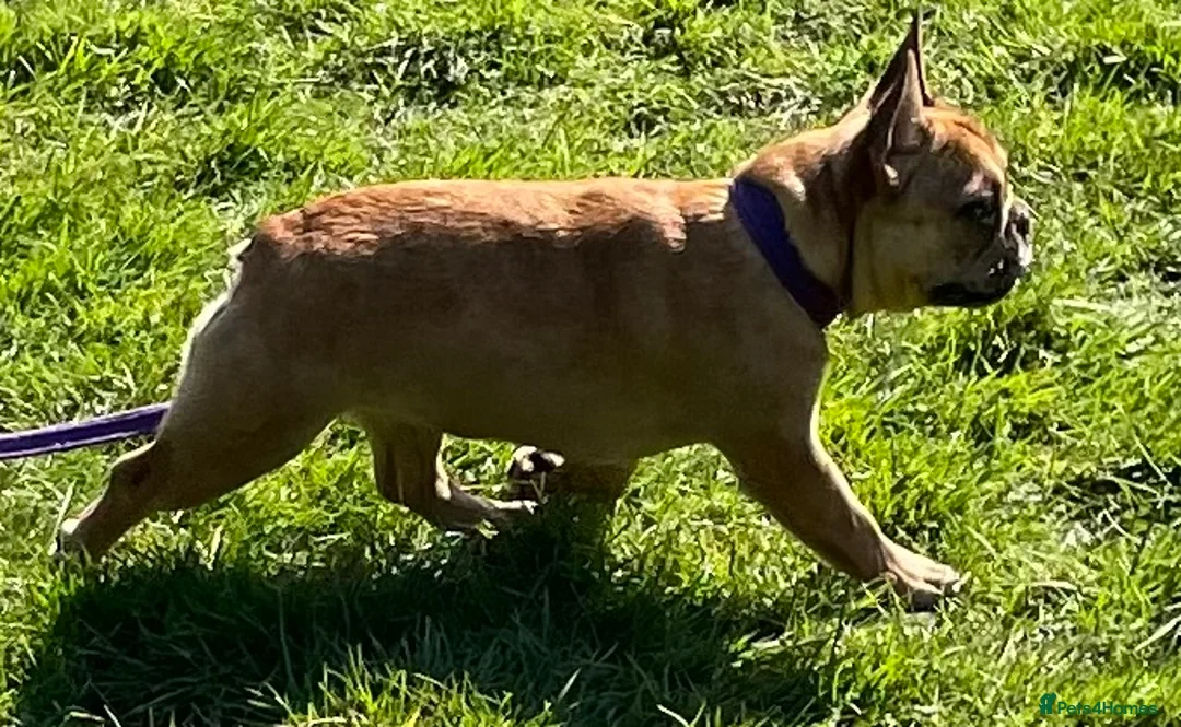 French Bulldog dogs for sale: KC HEALTH TESTED FRENCH BULLDOGS SPAYED GIRLS  - Advert 4