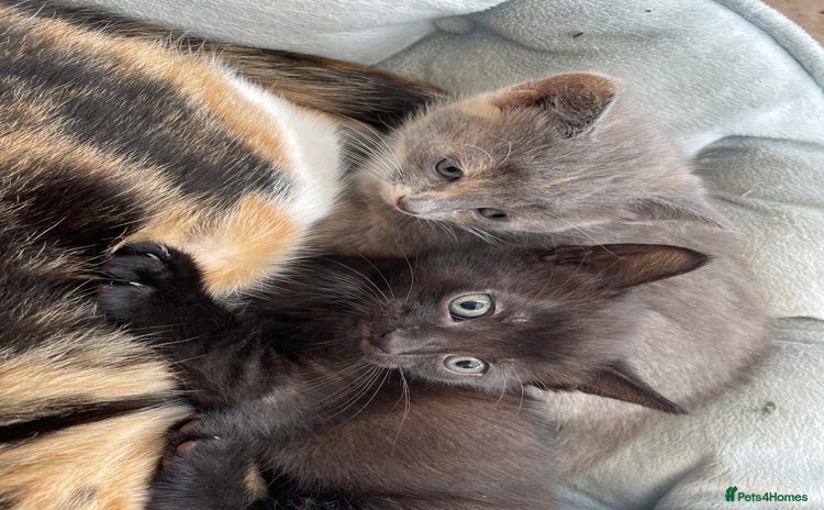 Mixed Breed cats - Advert 3