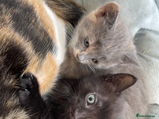 Mixed Breed cats - Advert 7