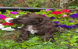 Cocker Spaniel dogs for sale: Family raised champion cocker REDUCED AND READY - Image 17