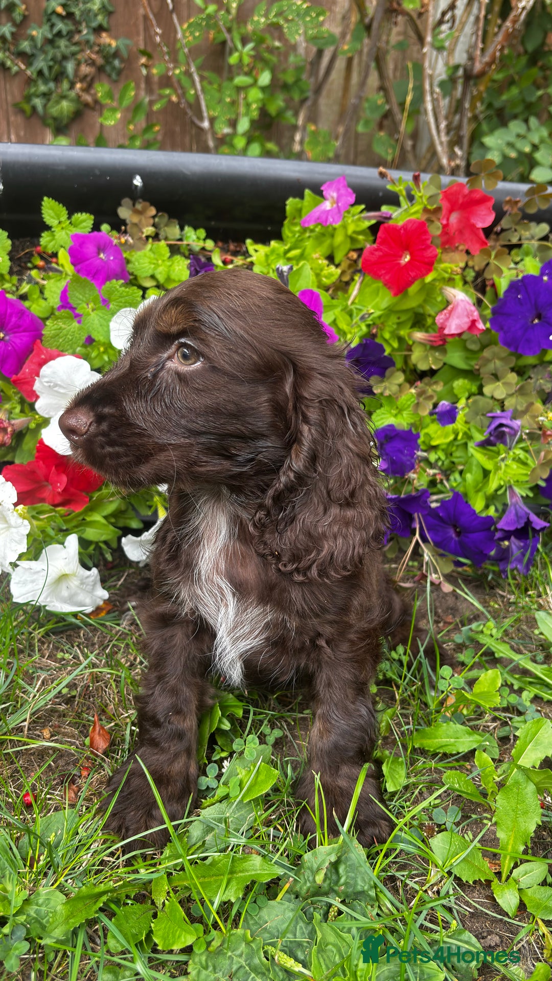 Cocker Spaniel dogs for sale: Family raised champion cocker REDUCED AND READY - Image 17