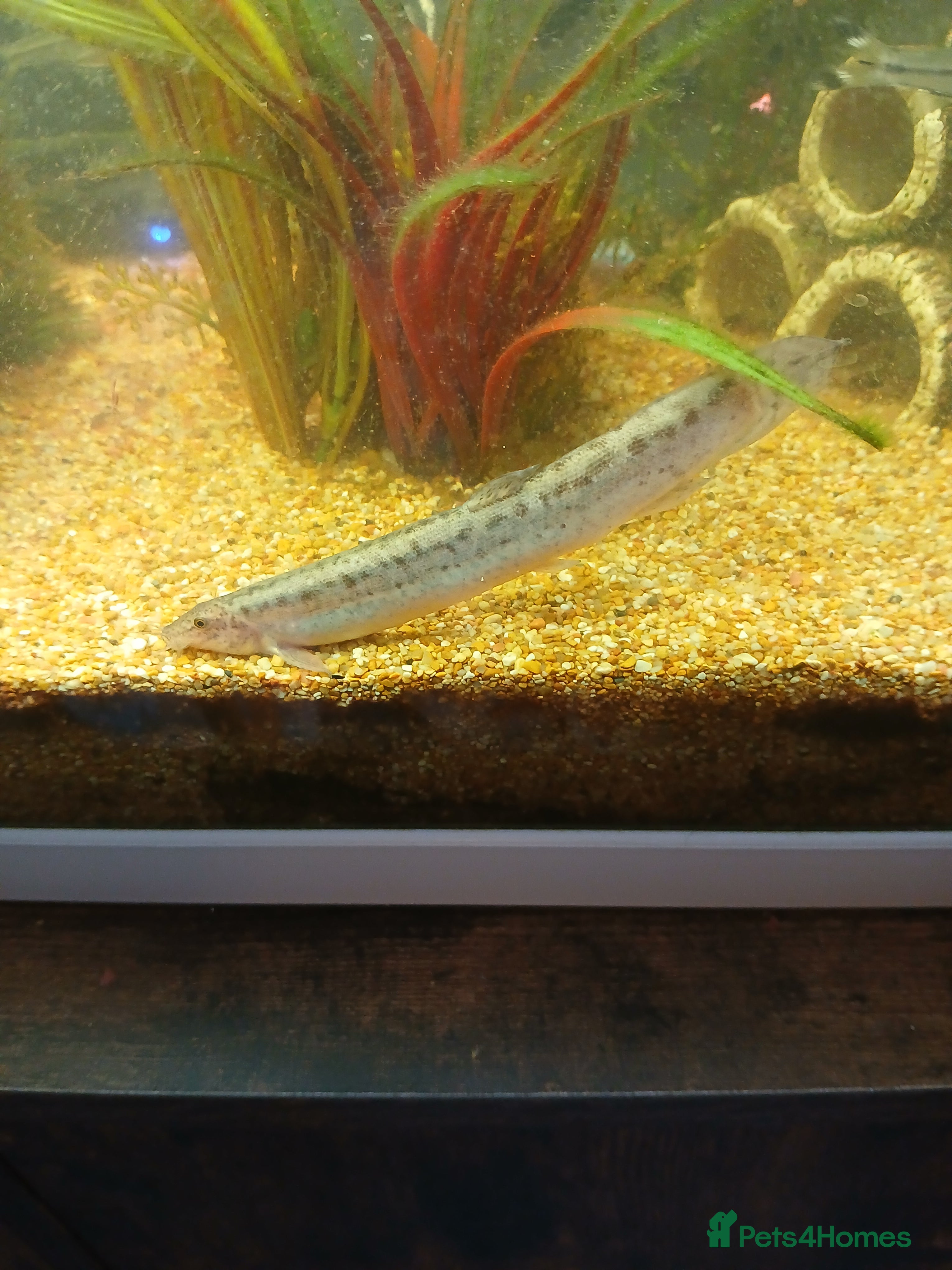 Loaches fish Weather Loaches in Falkirk - Advert 2