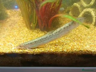 Loaches fish Weather Loaches in Falkirk - Advert 2