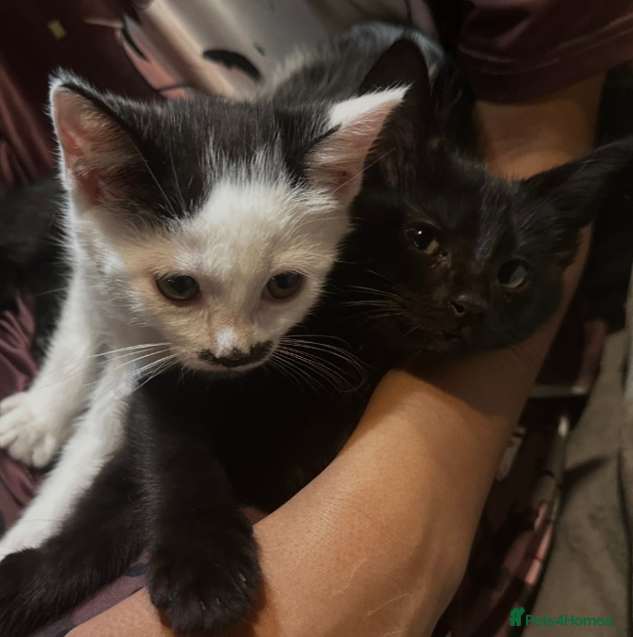 Domestic Shorthair cats 2 Gorgeous, Semi-Long haired, 11 week old Siblings - Advert 1