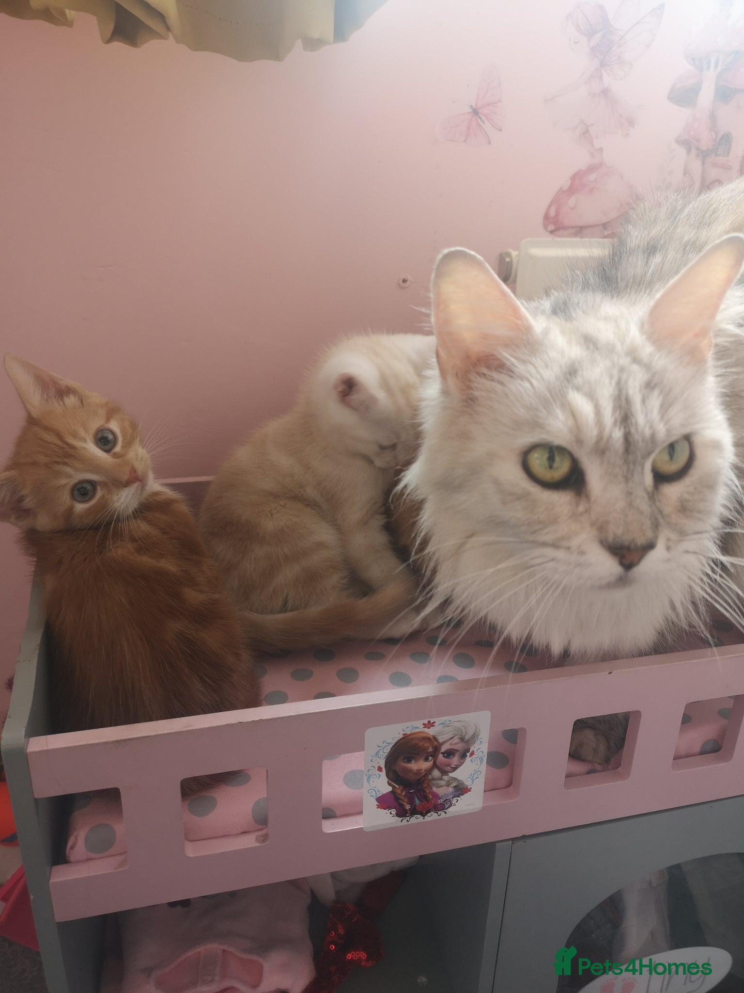 Maine Coon cats X MAINE COON  - Advert 2