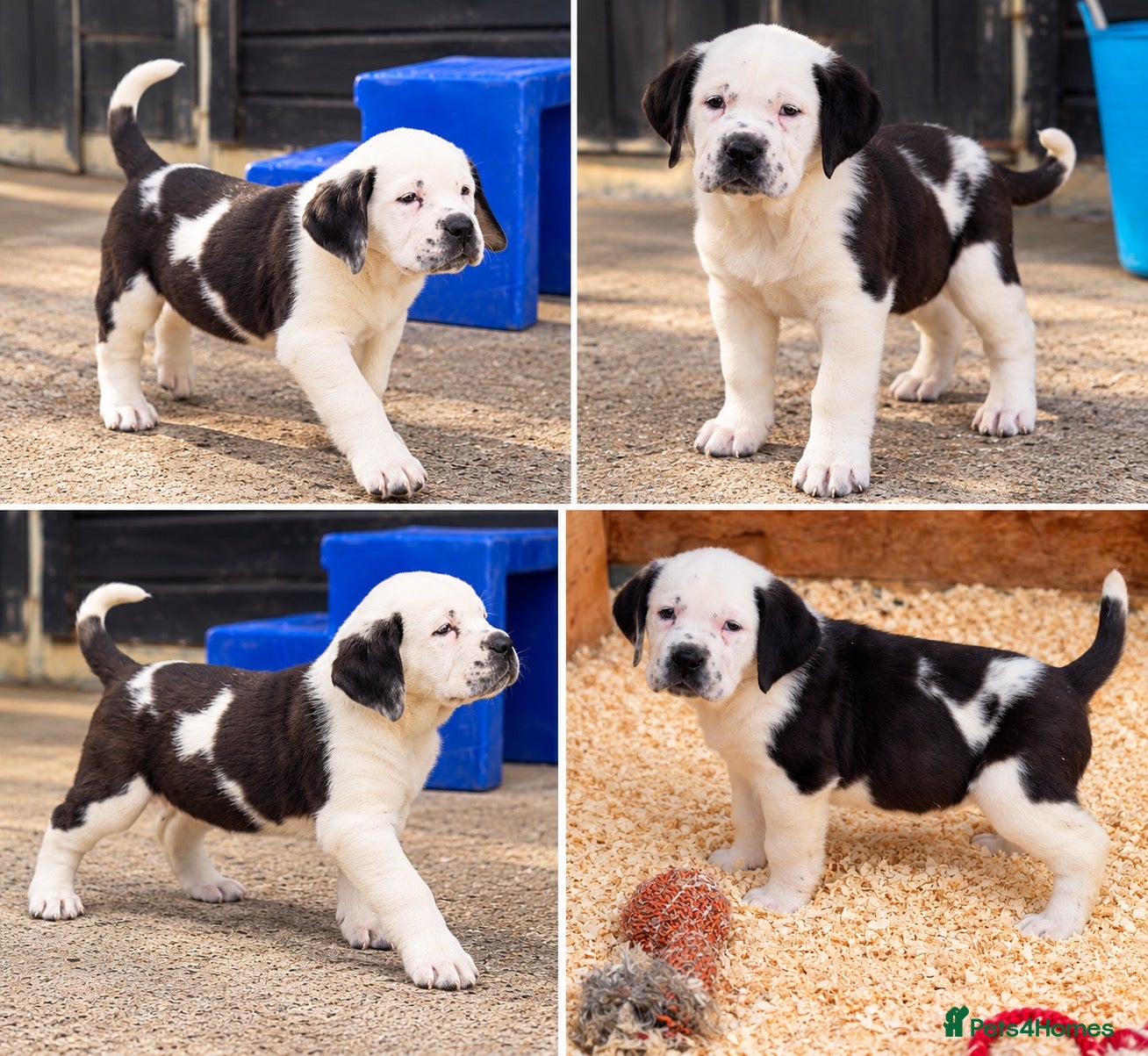 Mixed Breed dogs 🐾1 GIRL LEFT Cane Corso × St Bernard Puppy 🐾 - Advert 1