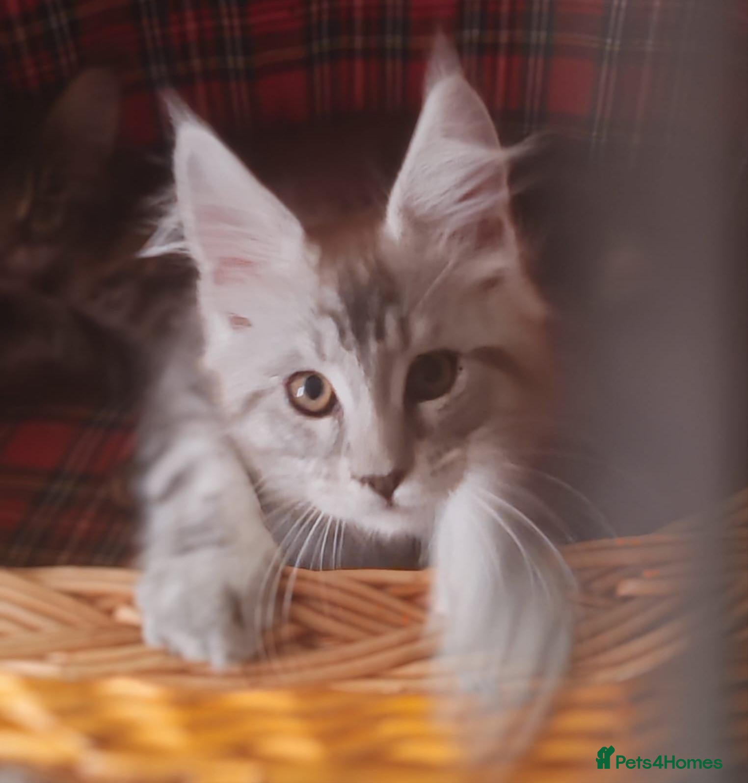 Maine Coon cats Russian bloodline Maine coon kittens - Advert 2