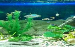 Other/Mixed Breed fish for sale: Assorted Tropical Fish  - Image 4