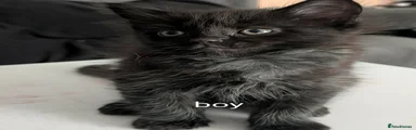 Kitten 1