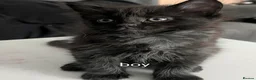 Maine Coon cats for sale: Maincoon kittens (pure bred) in Larkhall - Advert 5
