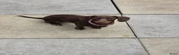 Dachshund dogs for sale: 2 girl puppies  - Advert 2